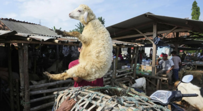  From Egypt to the UAE, can families across the Arab region afford sheep for sacrifice?