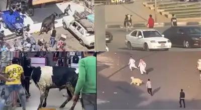  Viral escapes by sacrificial animals cause traffic jams and public safety incidents
