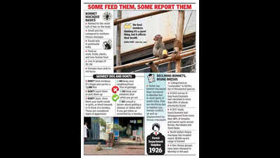 Monkeys swing into bldgs near SGNP, receive mixed welcome