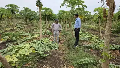 May rain caused 35cr farm loss in Nashik