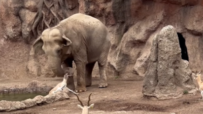 Heartwarming moment: Elephant rescues drowning gazelle at zoo; watch video