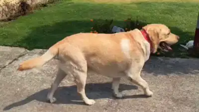  IVRI makes history with successful indigenous hip transplant for dogs in India; reduces cost to Rs 30K