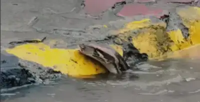  Viral video shows huge  python swimming in Navi Mumbai floodwaters