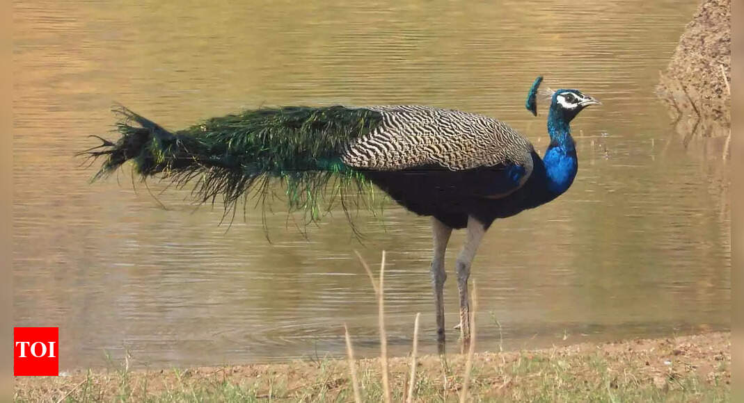 Walk, watch, wonder: Cityfolk connect with nature, one step at a time