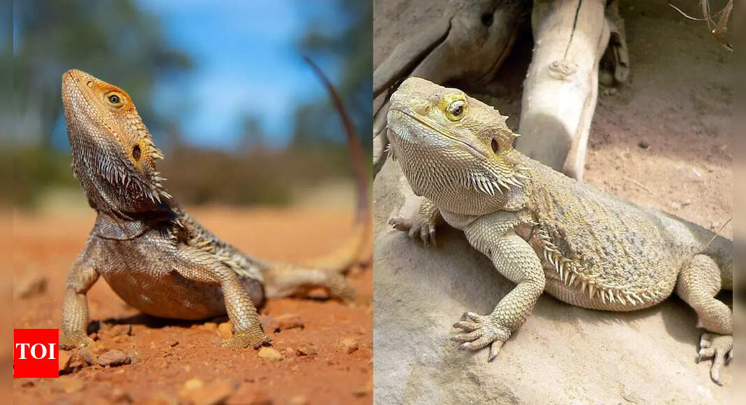 14 lesser known truths about bearded dragons that might surprise you