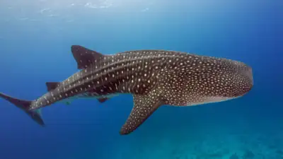 Largest ever whale, about the size of a city bus spotted off the Pacific coast and it's shocking everyone!