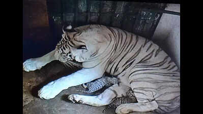 Nandankanan welcomes 2 cubs born to white tigress | Bhubaneswar ...