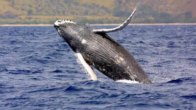 Humpback whales try to communicate with humans, new study reveals