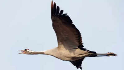 Rare wetland birds flock back to Wicken fen within hours of restoration