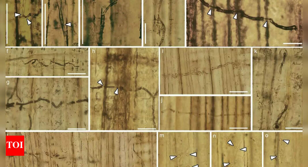Ancient Blue-Stain Fungi Fossils