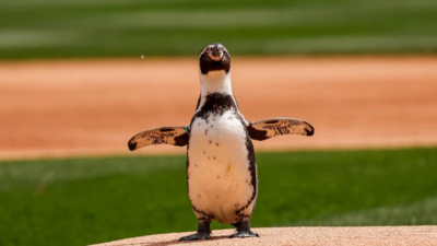 Pepe the penguin stole spotlight in conservation-themed White Sox game
