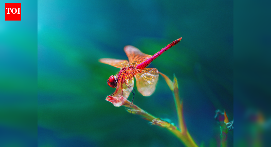 Bugged out: 7 national parks for spotting rare and colourful insects