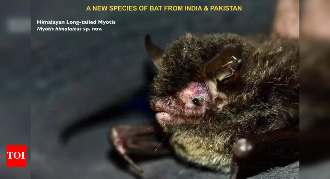 New bat species discovered in Uttarakhand | Dehradun News  timesofindia.indiatimes.com