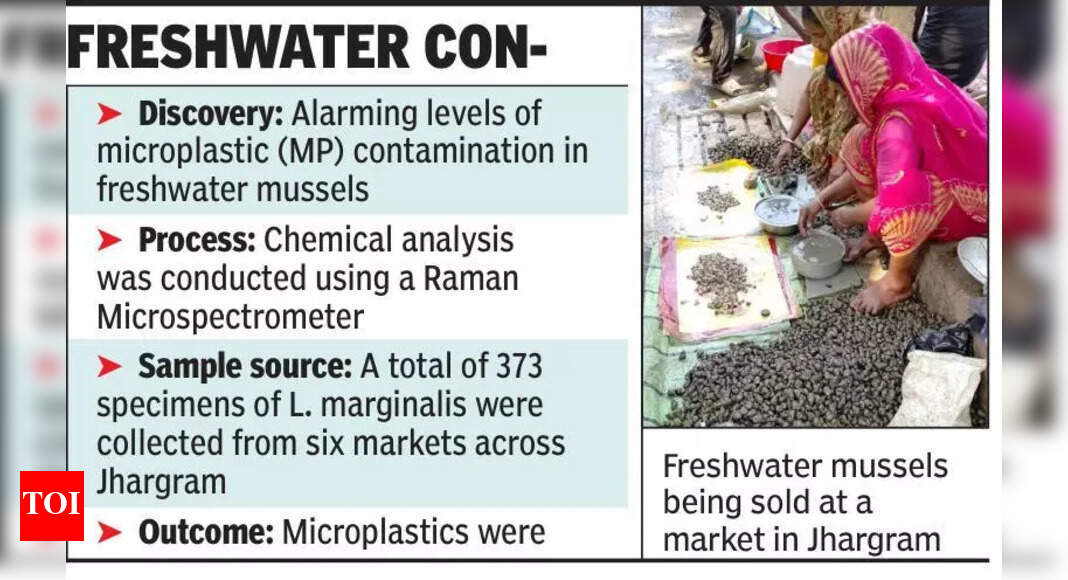 Microplastics in mussels risk for human health, environment: Study | Kolkata News - Times of India