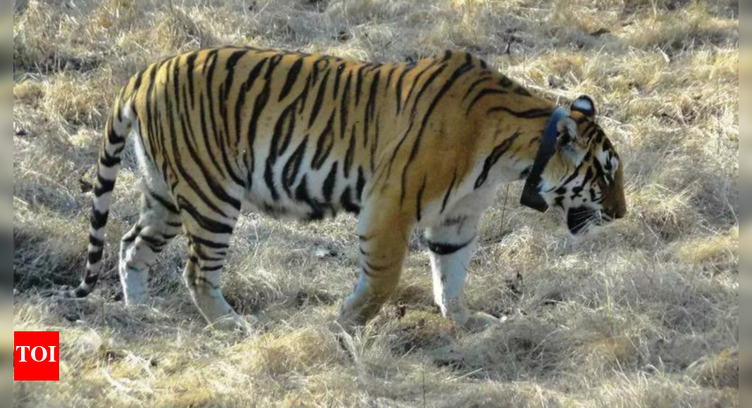 Tiger kills again in Ranthambore: kin demand Rs 50L; NTCA says 'relocation urgent'