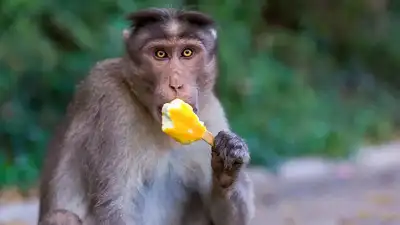 Mischievous monkey robs woman of diamonds worth INR 20 lakh at Vrindavan temple, here’s what happened next