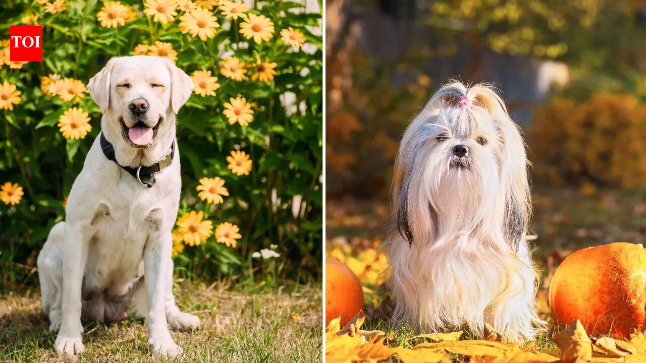 From Labrador to Shih Tzu: 5 popular pet dog breeds by temperament ...