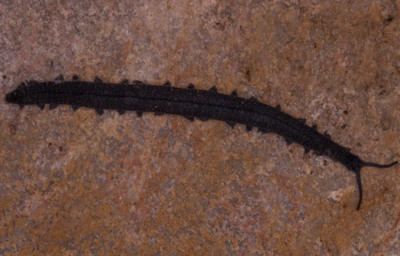 Student discovers 500-million-year-old ‘Living Fossil’ on science expedition-- here's what it is