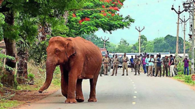 Plans underway to relocate 185 elephants from Karnataka's Kodagu conflict zones, says Wildlife Board member