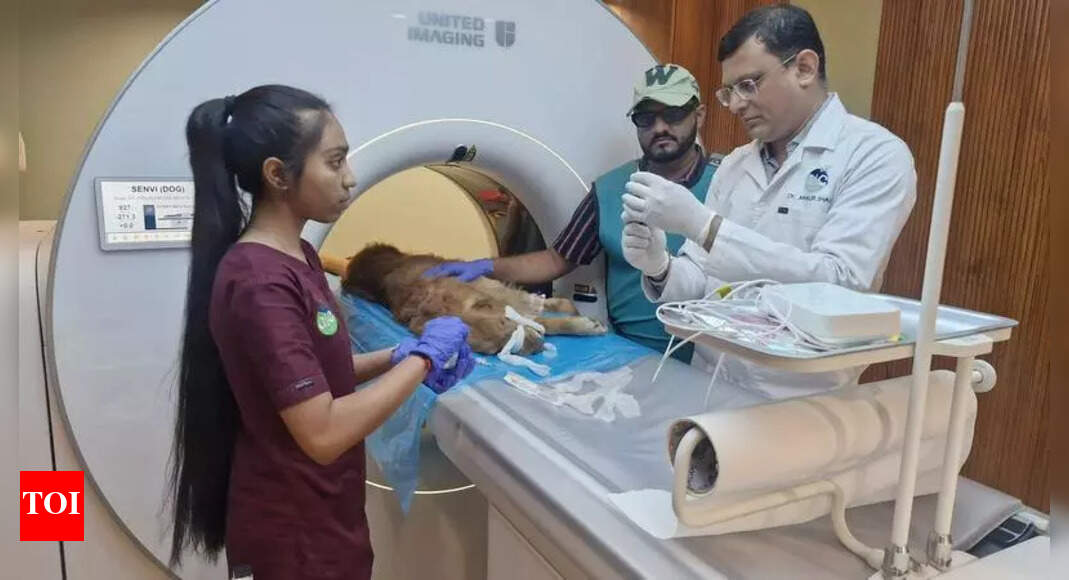 How hi-tech medicare is giving Ahmedabad’s pets a second chance at life | Ahmedabad News