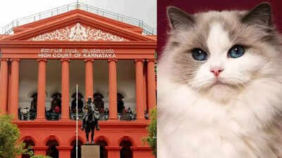  Karnataka HC dismisses case against man accused of stealing neighbour's cat; calls it 'frivolous'