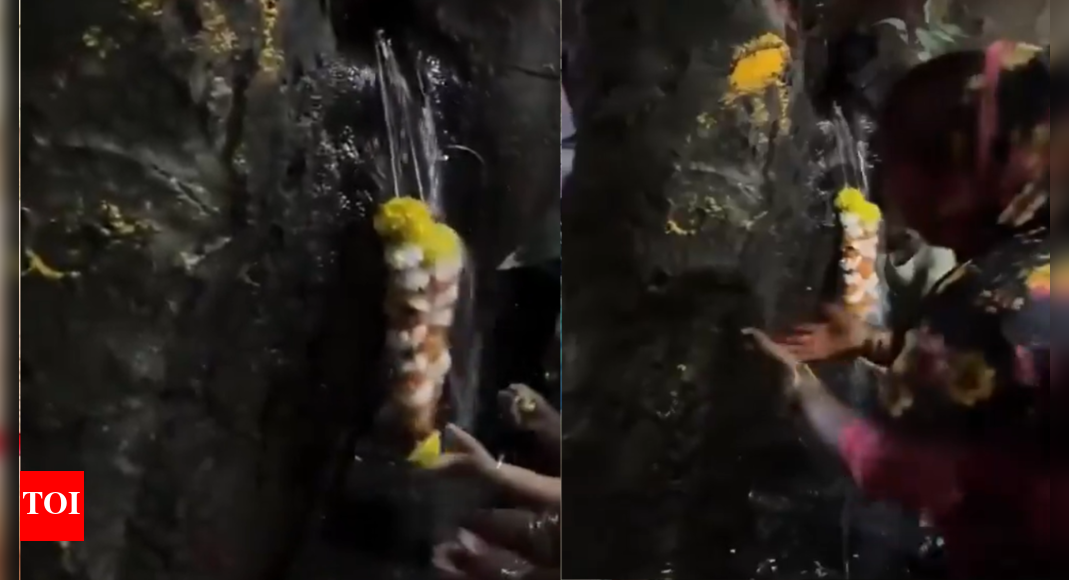 People pray to tree in ‘miracle’ frenzy, engineers discover pipe leak below