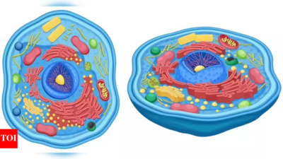  Cells align and communicate through mechanical sensing and memory