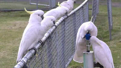 Watch | Australian ‘trash parrots’ develop unique drinking ritual seen for the first time