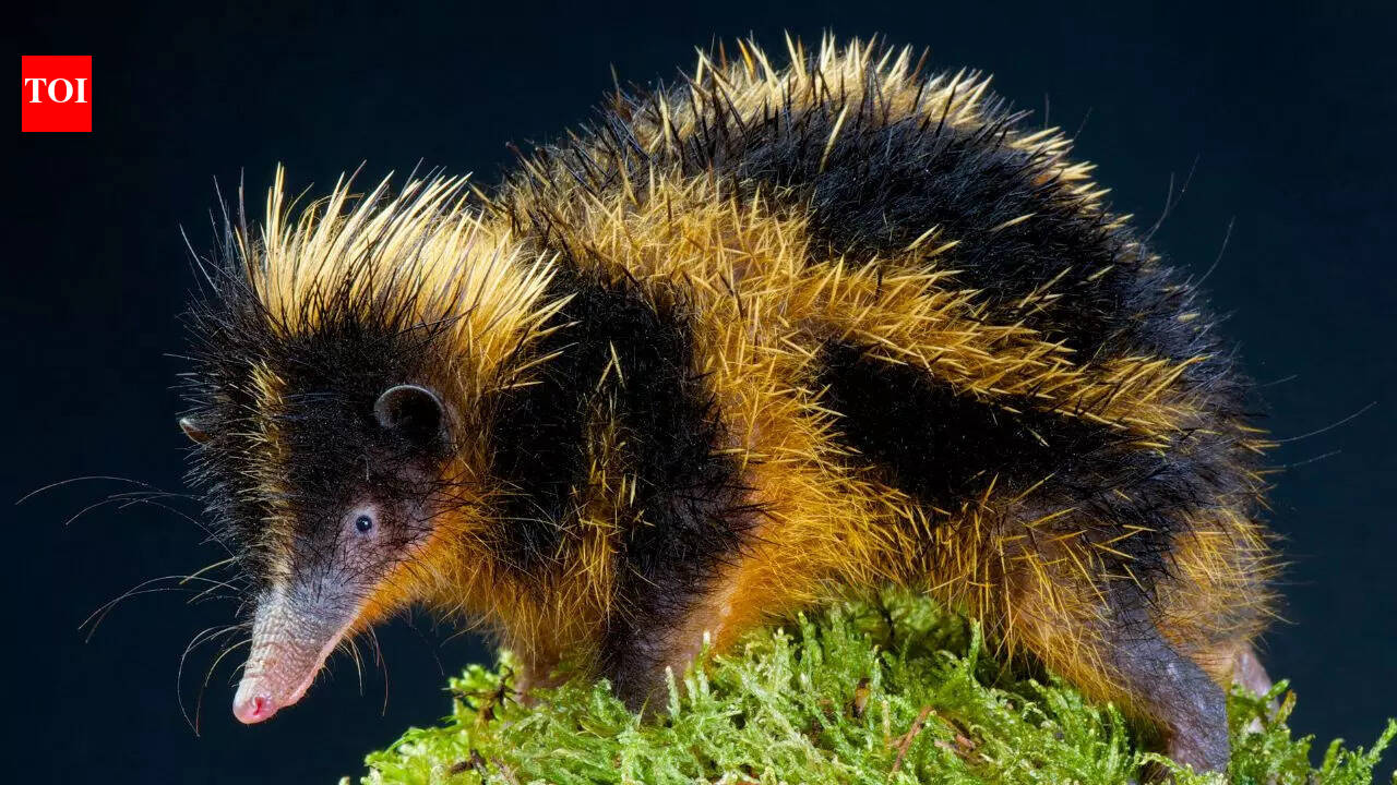 7 unique animals with the surprising ability to change their gender