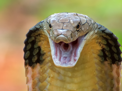 Shocking! 10 king cobras found in Nepal, and here's why it is alarming
