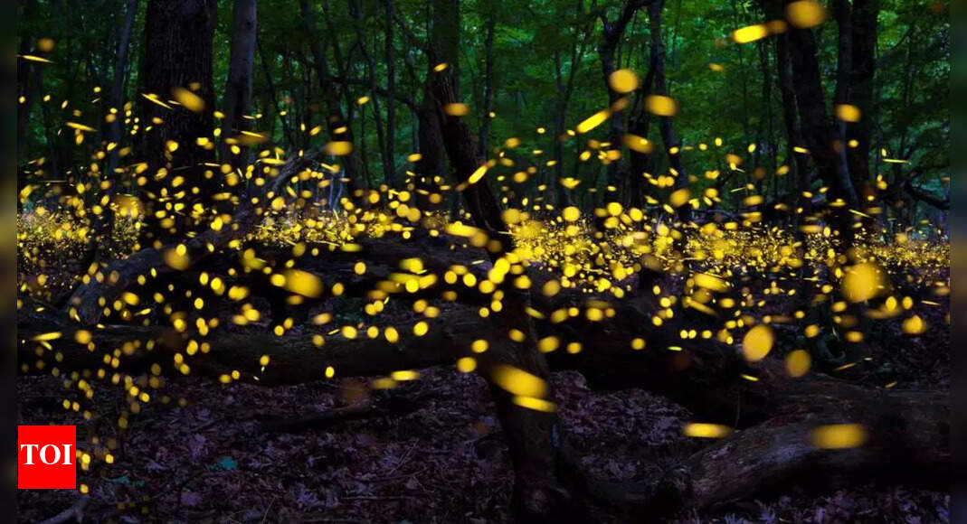Scientists warn we might be the last generation to see fireflies: Why are they disappearing?