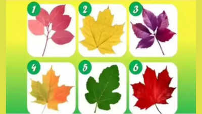  Pick a leaf and discover the unique reason people rely on you
