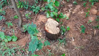 Five sandalwood trees axed in Coimbatore