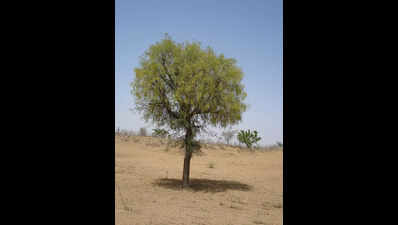 Protests against illegal felling of Khejri trees