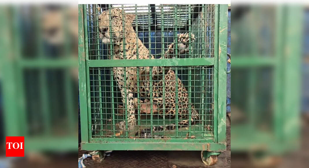 Leopard trapped in water outlet rescued in Lalitpur | Kanpur News ...