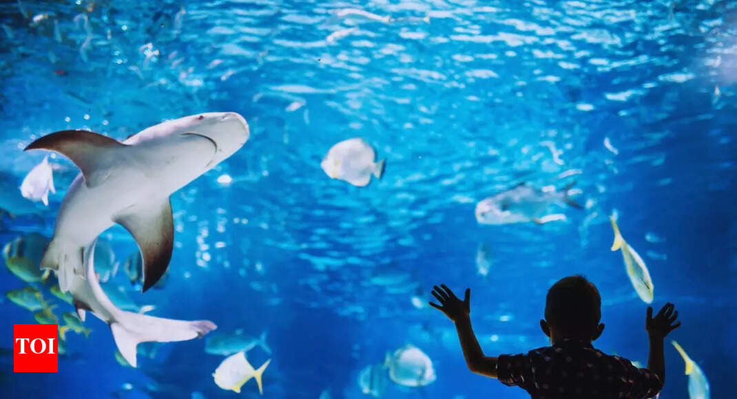 Hyderabad Tunnel Aquarium: Hyderabad to Open India's Largest Tunnel Aquarium  by 2026 | - Times of India