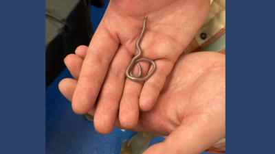 This snake is so small, it could hide in your pocket and you’d never even know it