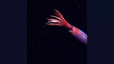 Rare blood-red squid captured alive for the first time off Antarctica on camera