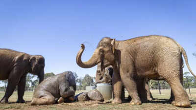 Elephants in Australia move out from zoos; the reason will touch your heart
