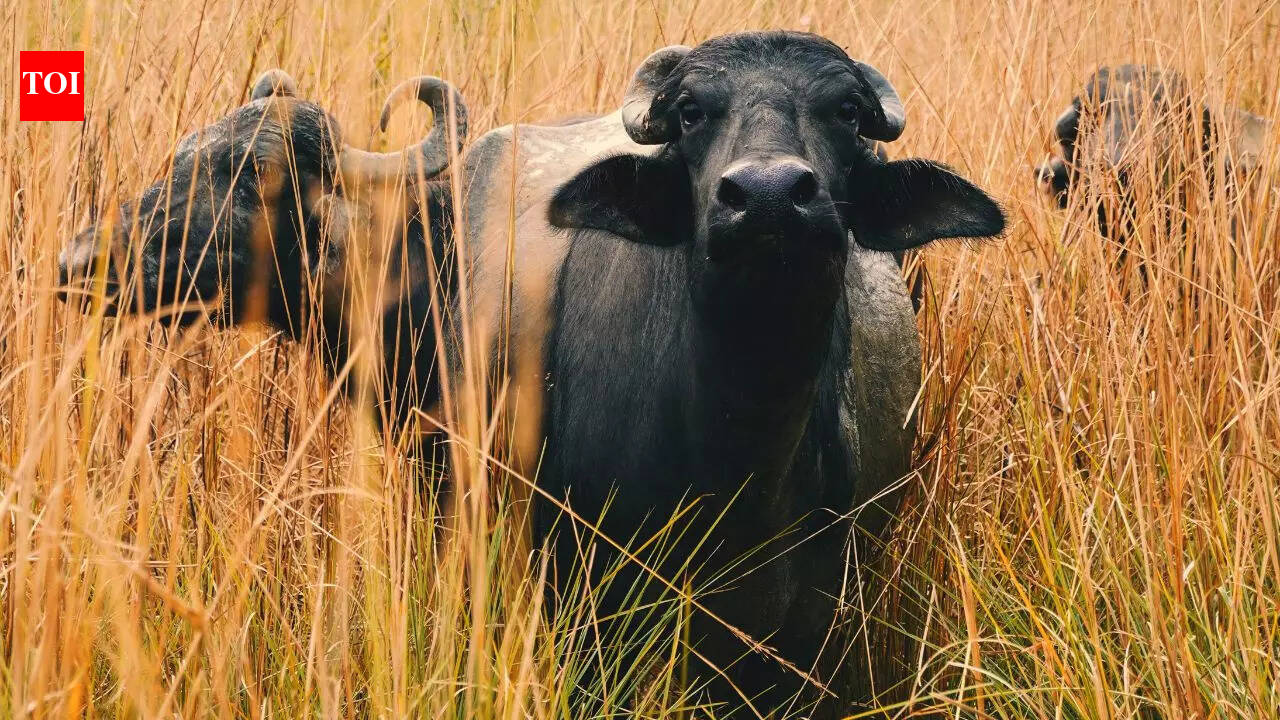 7 tallest animals in the world and why their height matters