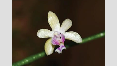 Tambdi Surla records presence of endemic moth orchid flowers