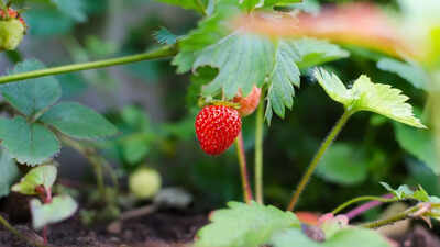6 fast -growing fruits for planting now for a delicious summer treat