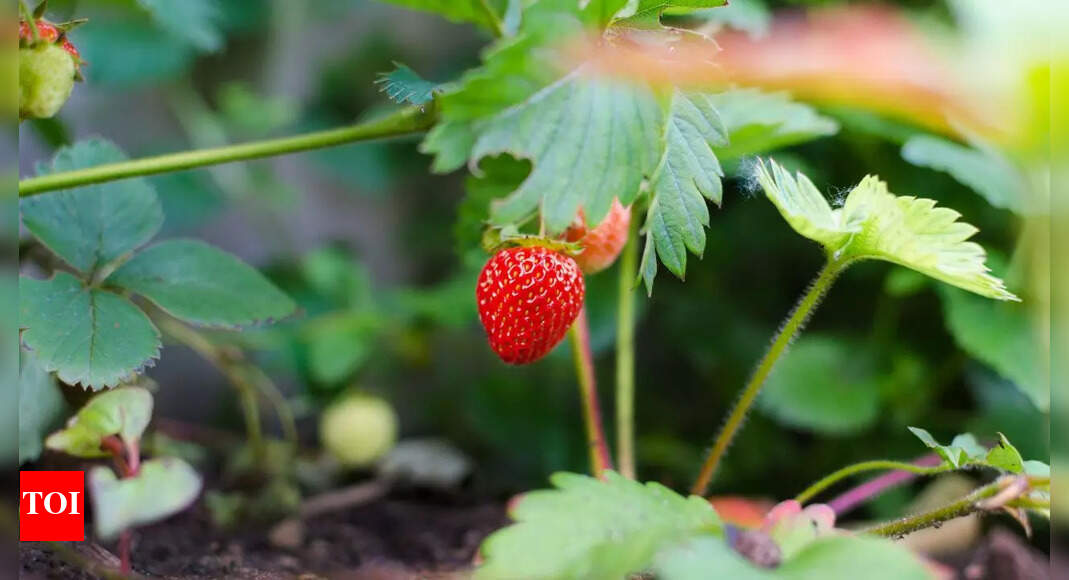 6 fast-growing fruits to plant now for a delicious summer treat