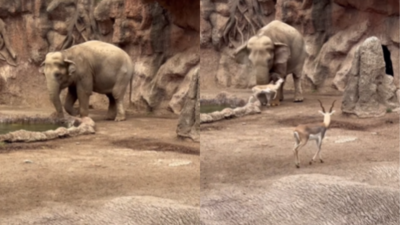  Elephant saves drowning gazelle; the dramatic rescue stuns onlookers