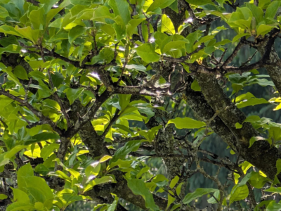 Optical illusion: Spot the hidden hummingbird in this serene forest scene