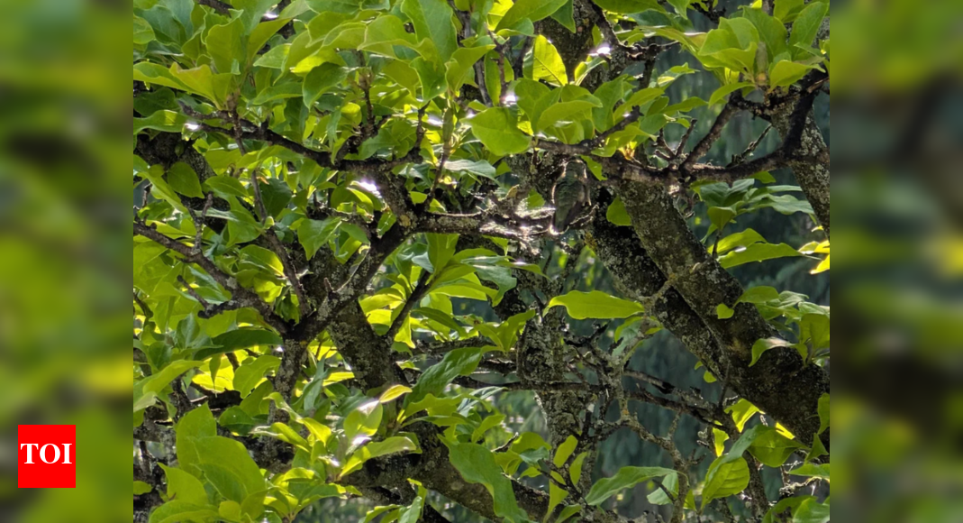 Optical illusion: Spot the hidden hummingbird in this serene forest scene | – Times of India