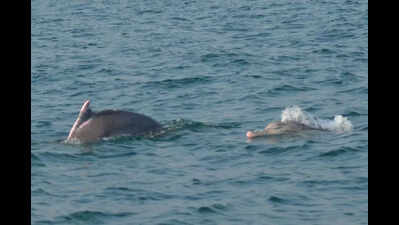 Vikramshila Gangetic Dolphin Sanctuary