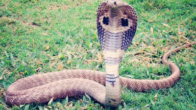 King Cobra mystery solved after 188 years! Scientists reveal it’s actually four deadly species