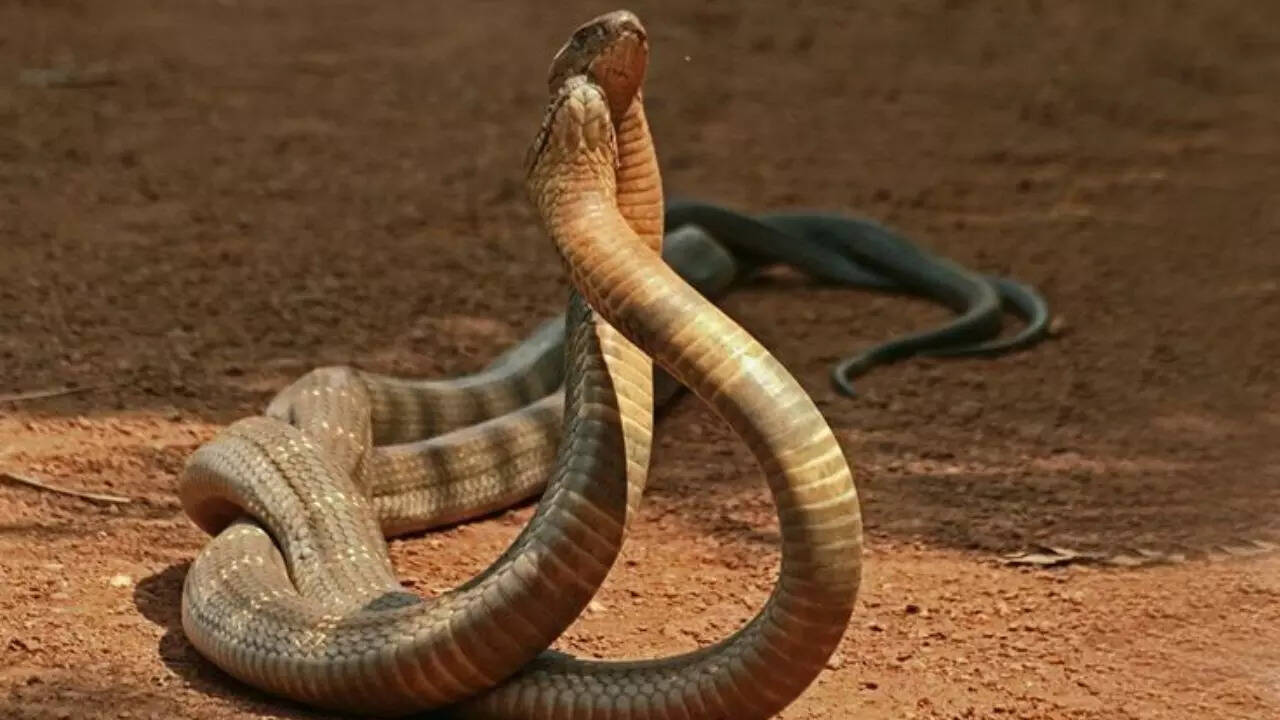 King Cobra Snake Fight