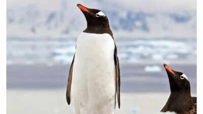Antarctica’s remote wildlife sanctuaries disturbed by human noise, study says